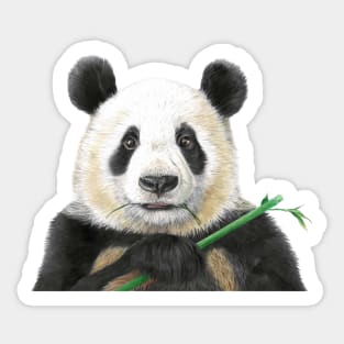 PANDA Sticker